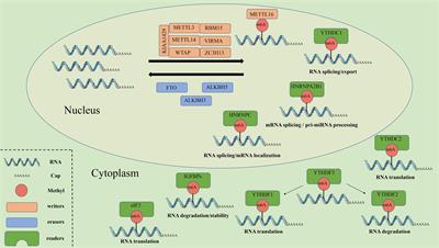 The Potential Roles of RNA N6-Methyladenosine in Urological Tumors